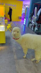 -神奇动物撸宠馆·羊驼·小浣熊·异宠(豫园店)