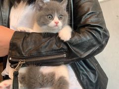-喵zoo家庭繁育猫舍(尖东智能花园店)