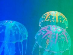 -洛阳龙门海洋馆