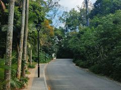 -深圳仙湖植物园