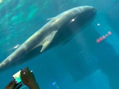 -福州罗源湾海洋世界旅游区