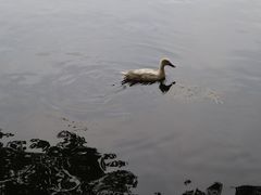 -西湖外事游船(花港观鱼码头)