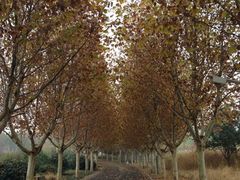 郑州植物园-郑州植物园