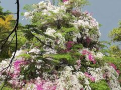 -深圳国际园林花卉博览园