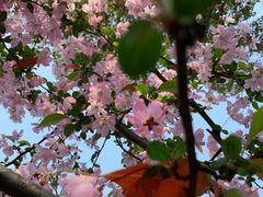 -金鸡湖桃花岛