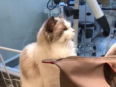 -momokira米努特·德文卷毛猫·棉花面纱犬