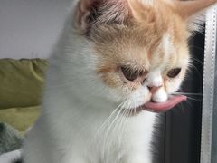 -爱妮康宠物医院·干细胞免疫细胞·肿瘤·心脏(张江店)