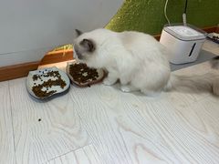 -猫和宫(六道口店)