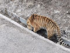 -大连森林动物园