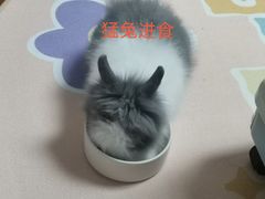 -猫猫幼稚园·撸猫·桌游·电玩