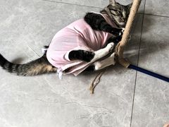 -全心全意连锁动物医院·微创中心·内科急重症·心脏专科(丰管路店)