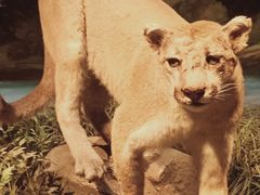 -陕西自然博物馆