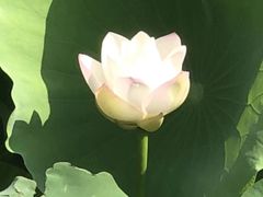 -荷花荡
