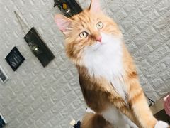 -平行世界·猫咖(首经贸店)