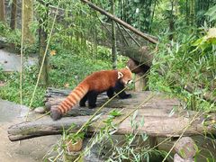 -都江堰中华大熊猫苑