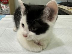 -pd派德宠物中心医院24H急重症·眼科中心·血液透析中心(嵩山北路店)