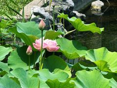 -东山雕花楼