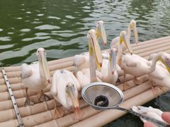 -贵州森林野生动物园