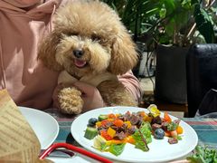 -百好乐宠物友好餐厅(朝外大街店)