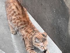 -揭阳学宫(榕城区)