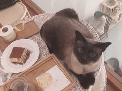 -猫友咖啡店(玉林西路店)