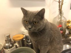 -飛凡TATTOO纹身•原创