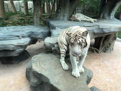 -北京野生动物园