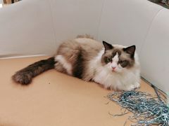 -1013 PET SHOP精品宠物商店(丁香店)