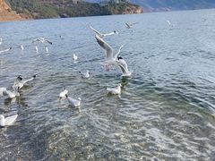 -丽江泸沽湖景区