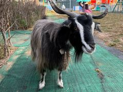 -廊坊固安福朋喜来登酒店