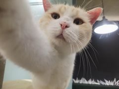 -安格丽娜·狗咖·猫咖羊驼咖(春熙路百盛商场店)
