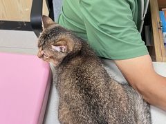 -瑞鹏宠物医院犬猫全科(真大分院)