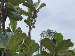 -若蘭慈·无国界素食料理(欢乐海岸店)