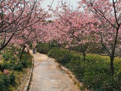 -天适樱花悠乐园