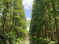 -东平国家森林公园