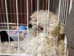 -翊宠yipet猫狗购宠庄园犬舍•猫舍