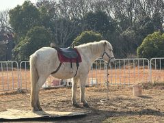 -合肥三国新城遗址公园