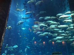 -迪拜帆船酒店海底餐厅