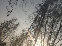 -呼兰河口湿地公园