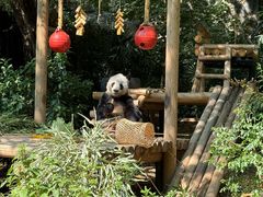 -深圳野生动物园