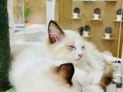 -COLOR PETS 撸猫馆·购猫·猫咖(长风大悦城店)