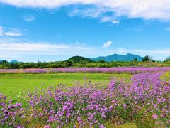 -北京东方普罗旺斯薰衣草庄园