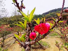 -南国桃园旅游度假区