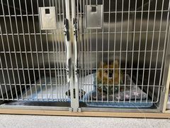-谐和贝康宠物医院24小时·宠保定点(急重症转诊中心)