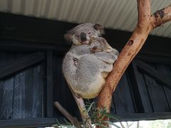 -费瑟代尔野生动物园