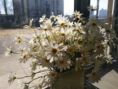 -素虎小呆鸟(西二旗店)