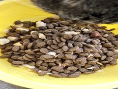 -翊宠yipet猫狗购宠庄园犬舍•猫舍