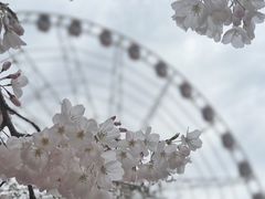 -顾村公园
