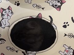 -宠爱国际动物医院·消化内科·心肾内科·ISFM猫友好(望京店)