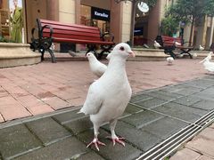 -王府井奥莱临潼小镇(临潼店)